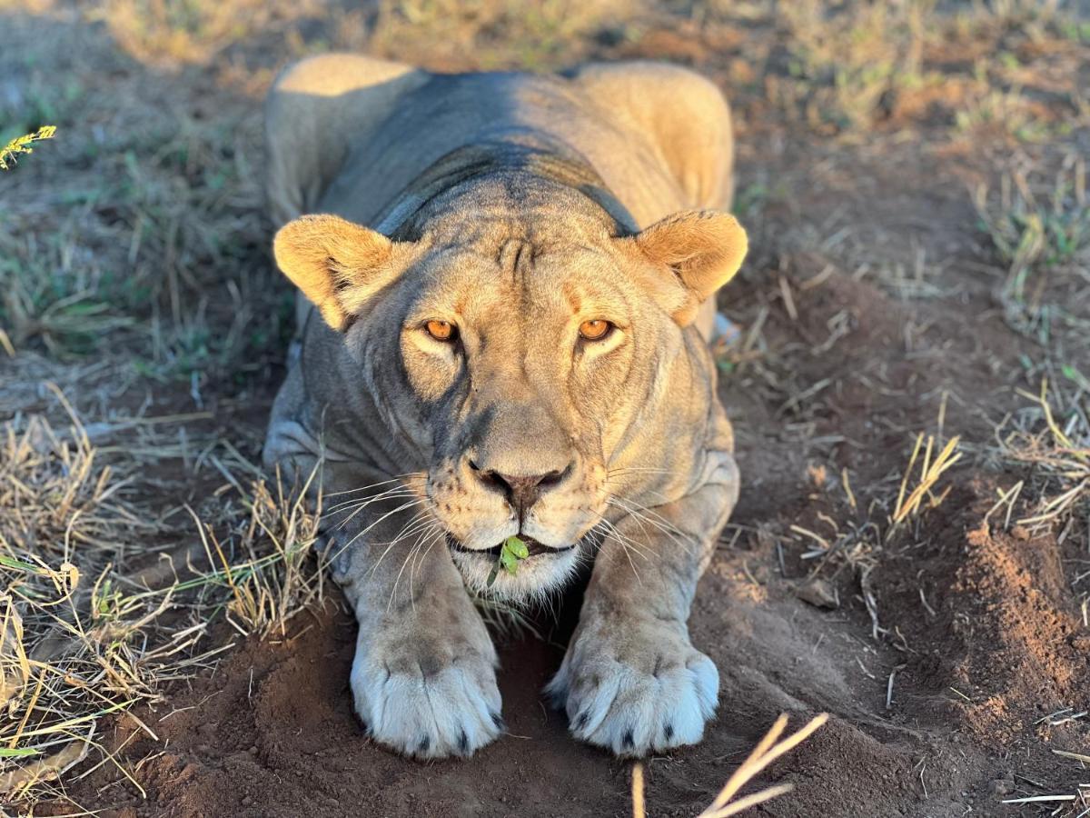 Simba Safaris African Pride Exotic Lodge Lephalale Extérieur photo