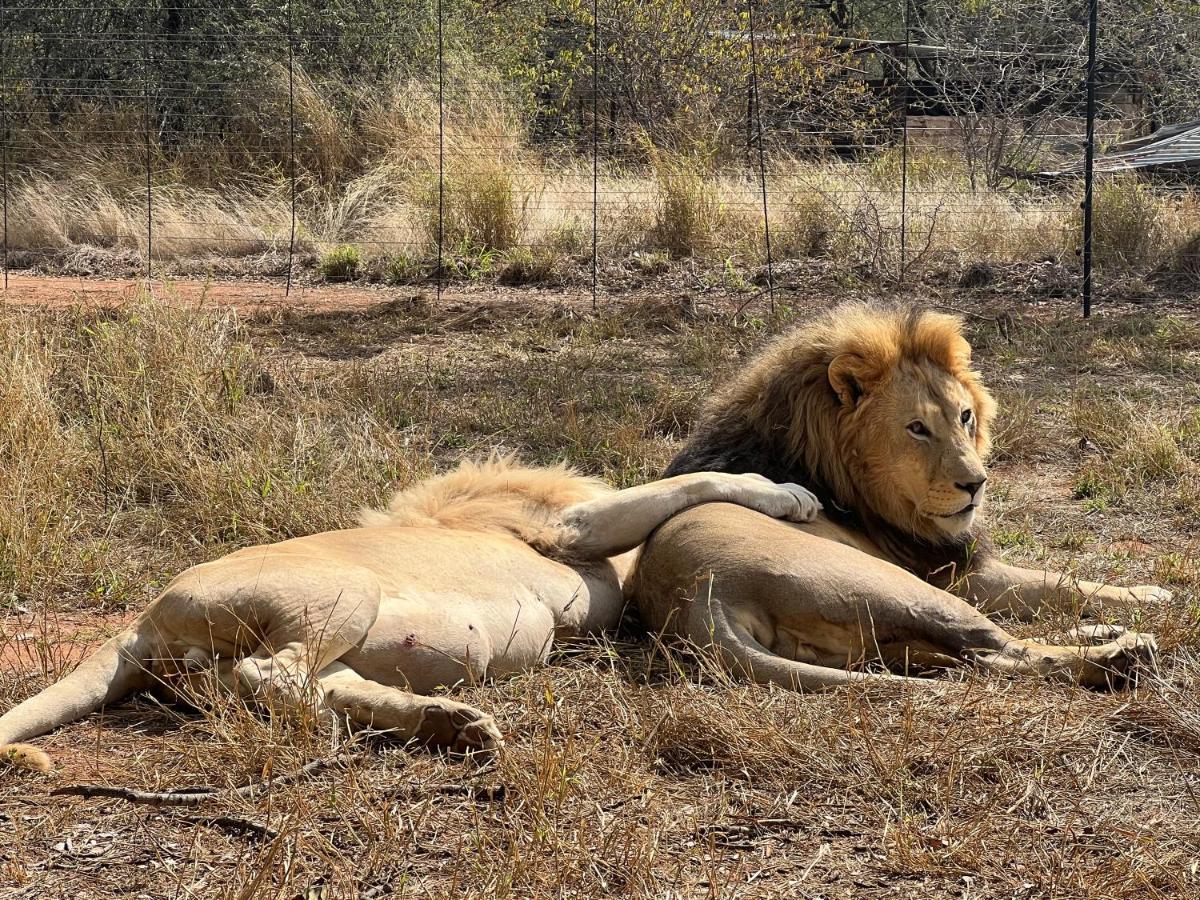 Simba Safaris African Pride Exotic Lodge Lephalale Extérieur photo