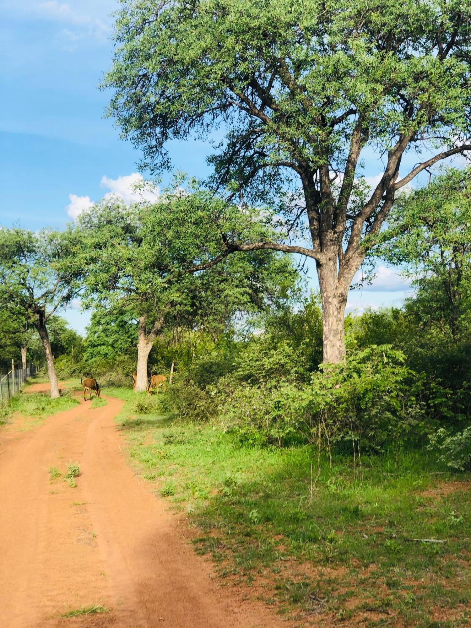 Simba Safaris African Pride Exotic Lodge Lephalale Extérieur photo