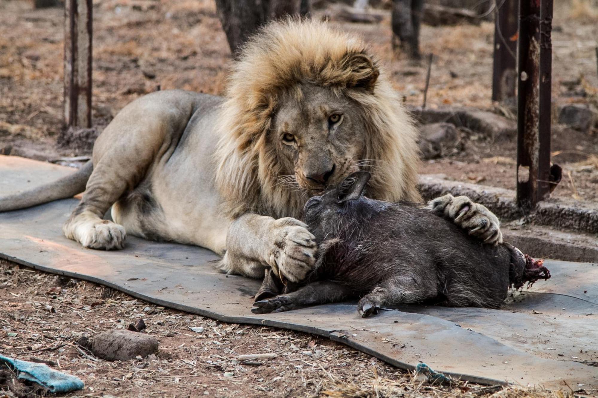 Simba Safaris African Pride Exotic Lodge Lephalale Extérieur photo