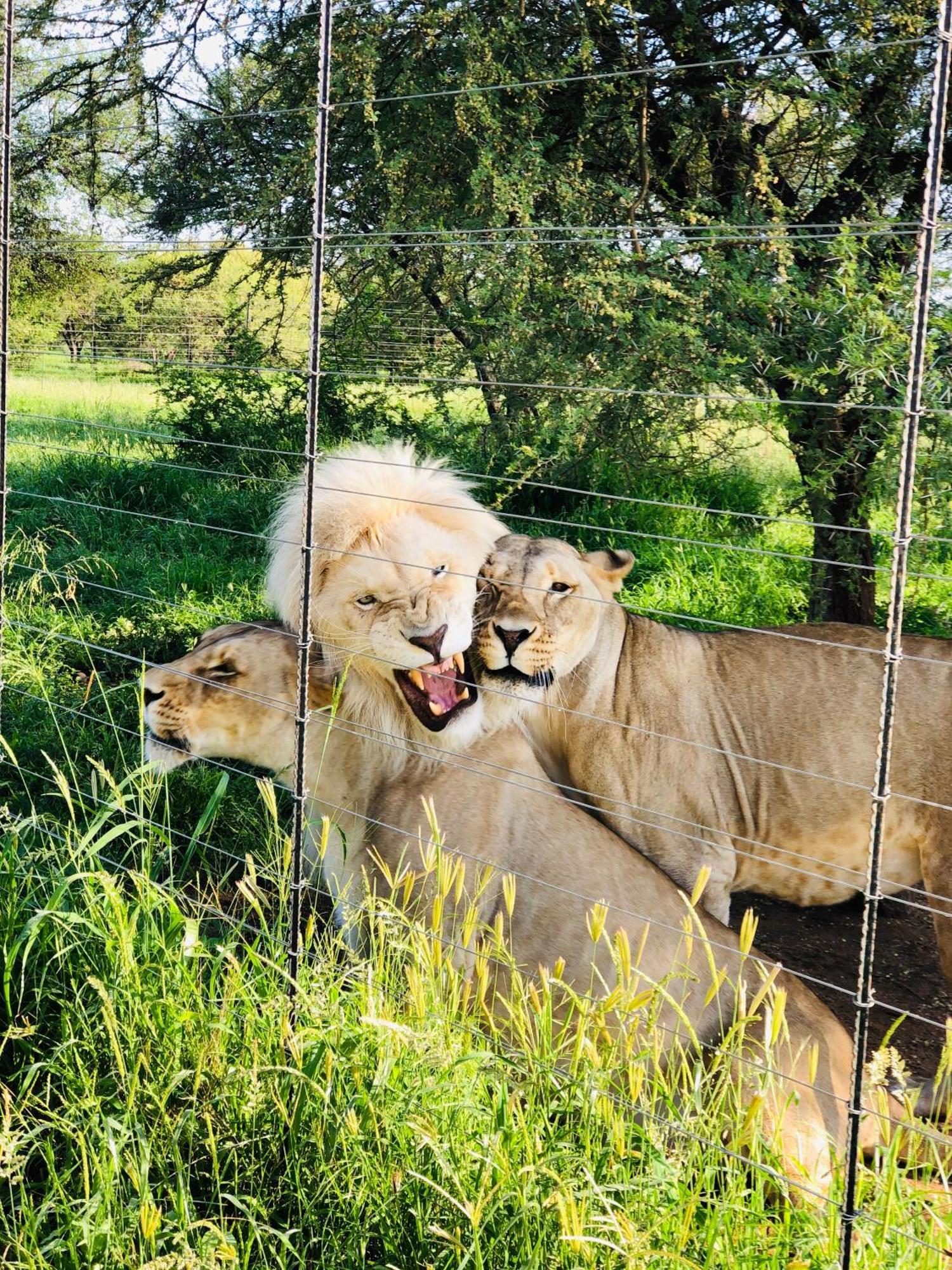 Simba Safaris African Pride Exotic Lodge Lephalale Extérieur photo