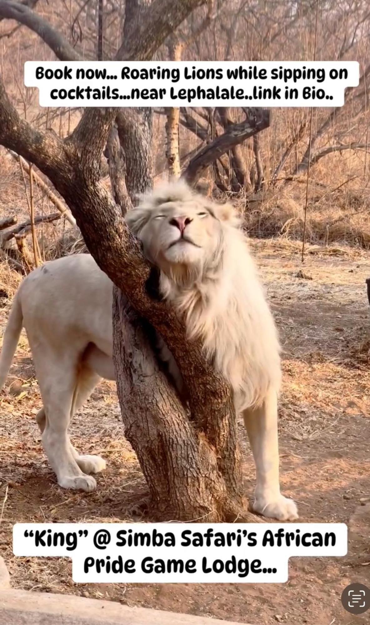 Simba Safaris African Pride Exotic Lodge Lephalale Extérieur photo