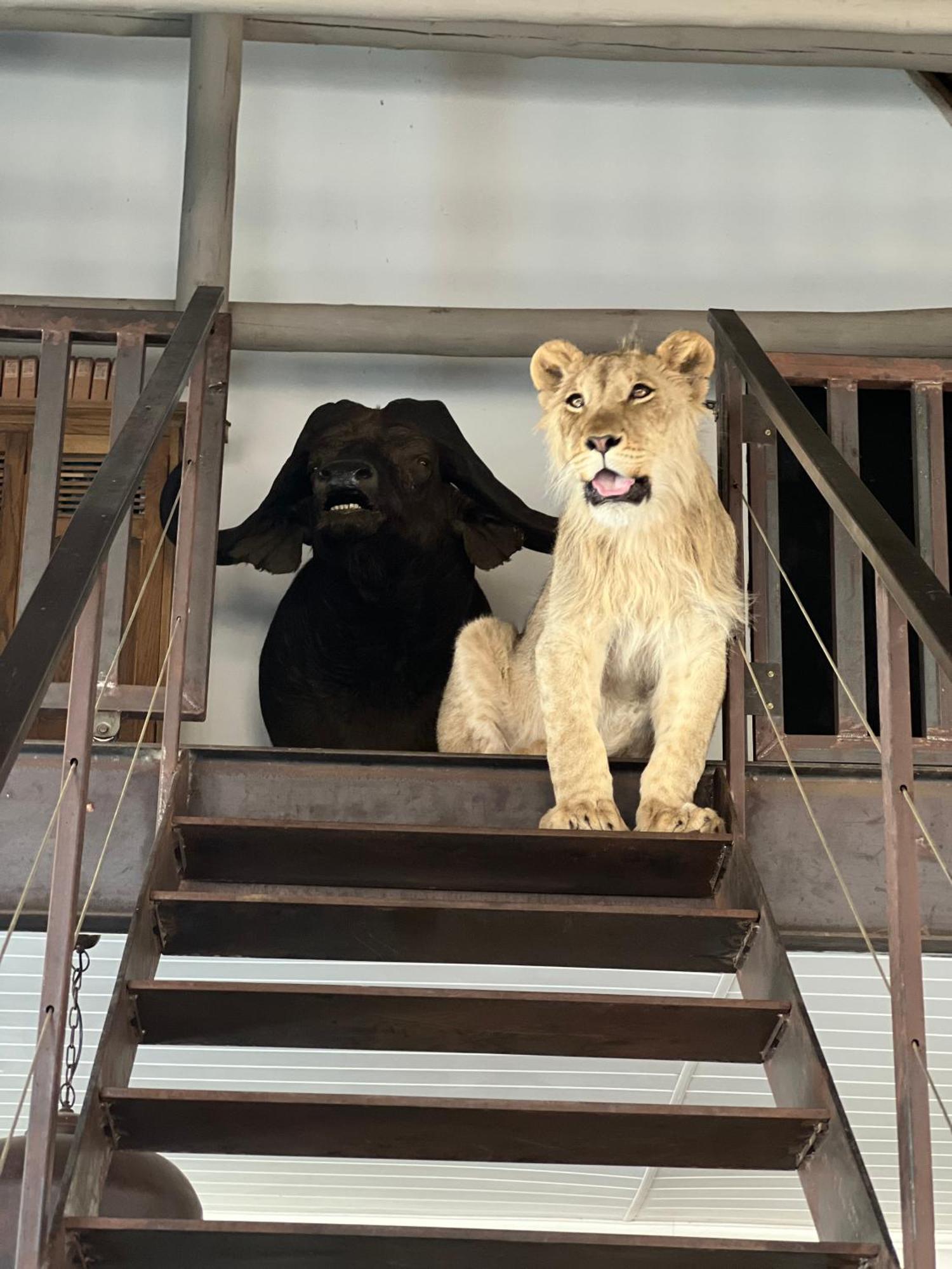 Simba Safaris African Pride Exotic Lodge Lephalale Extérieur photo