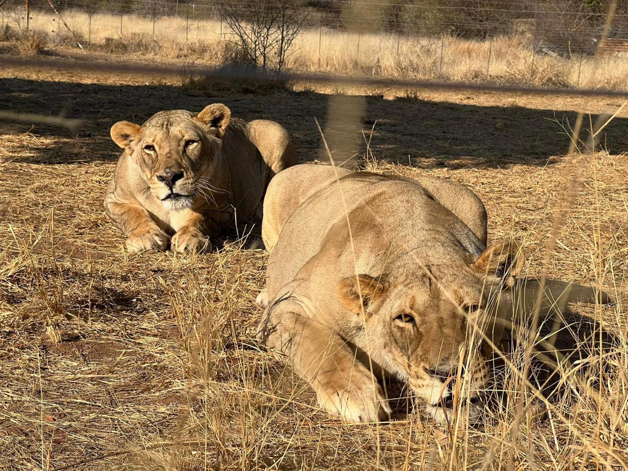Simba Safaris African Pride Exotic Lodge Lephalale Extérieur photo